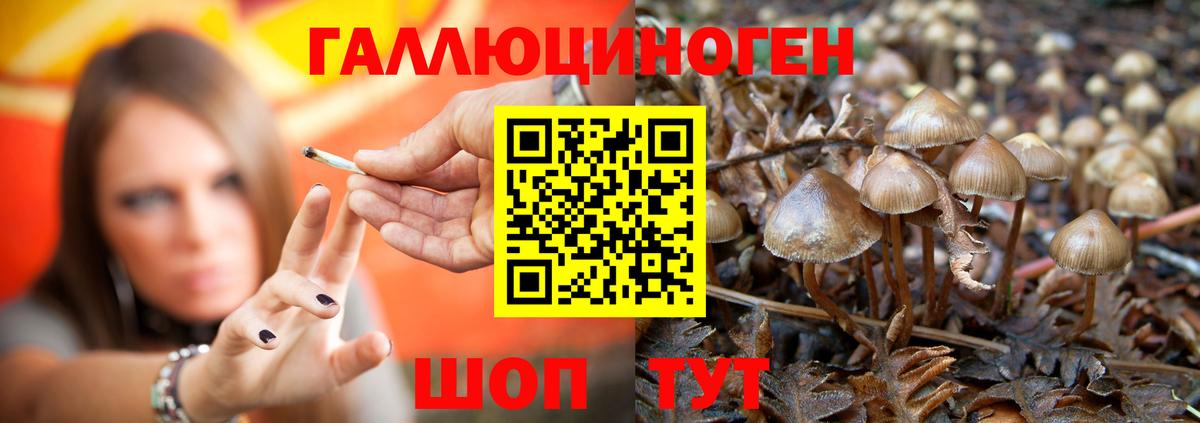 Псилоцибиновые грибы Cubensis Бахчисарай
